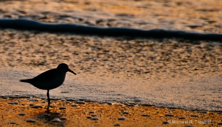 Sanderling at Sunrise