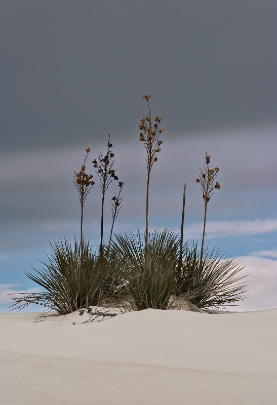 Soapstone Yucca and Weather Layers - ID: 12504608 © Patricia A. Casey