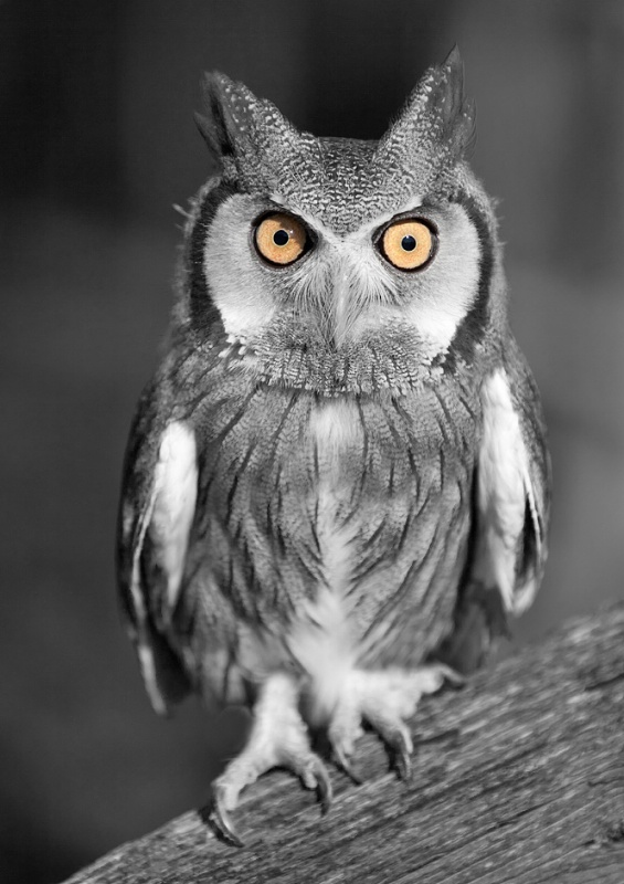 African Owl