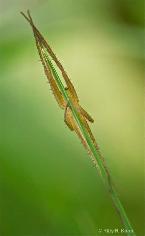 Long Jawed Orb Weaver Thinking I Can't See Him