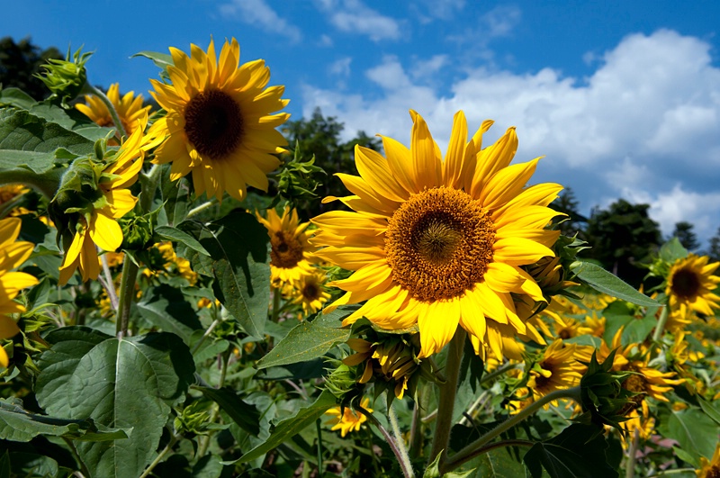 Sunflowers Delight