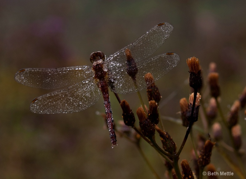 Dew Dragonfly