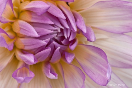 Dahlia