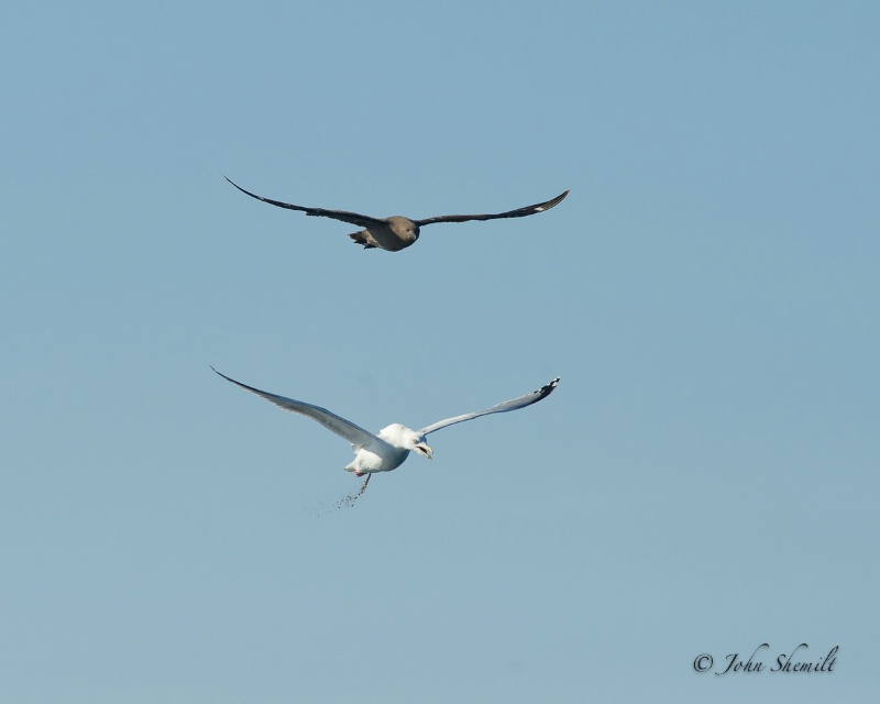 Skua chasing Herring Gull_8 - Nov 6th, 2011 - ID: 12506789 © John Shemilt