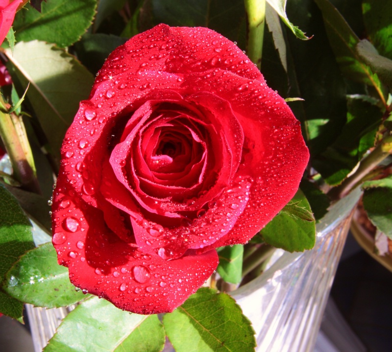Vase of red rose's