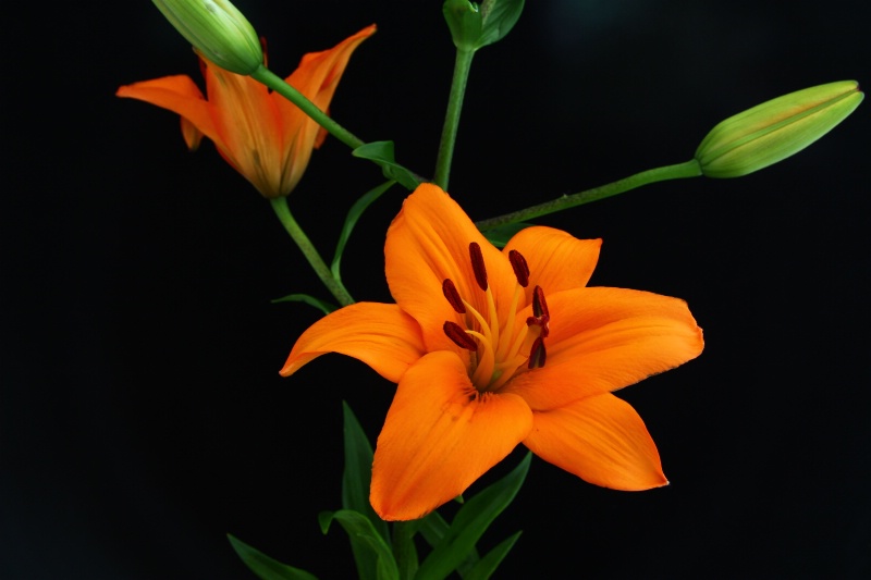 Asian stargazer lily