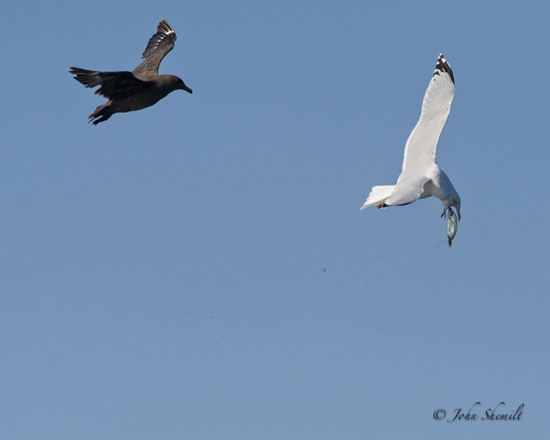 Skua chasing Herring Gull_12 - Nov 6th, 2011 - ID: 12507373 © John Shemilt