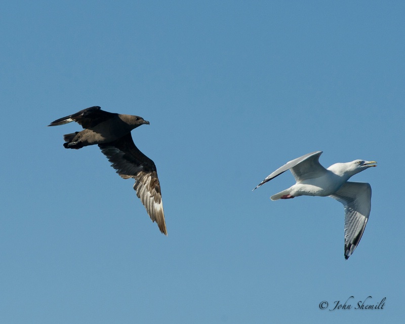 Skua chasing Herring Gull_12 - Nov 6th, 2011 - ID: 12507416 © John Shemilt