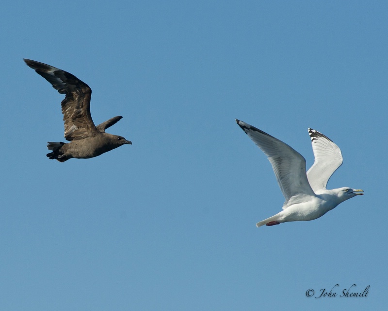 Skua chasing Herring Gull_13 - Nov 6th, 2011 - ID: 12507417 © John Shemilt