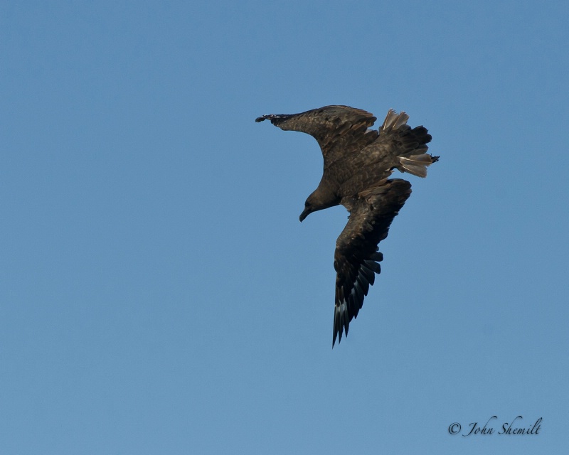 Skua chasing Herring Gull_20 - Nov 6th, 2011 - ID: 12507663 © John Shemilt