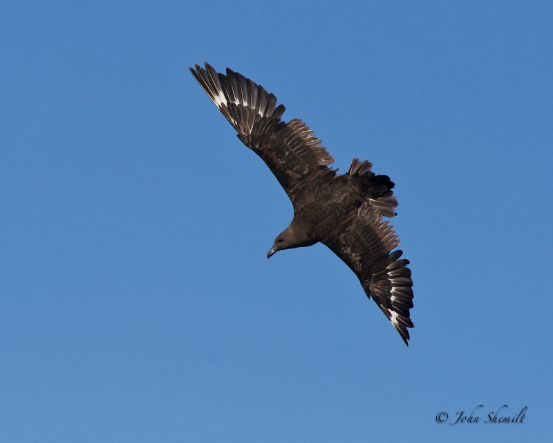 Skua chasing Herring Gull_21 - Nov 6th, 2011 - ID: 12507778 © John Shemilt