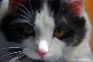 yue up close