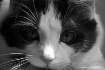 yue up close b w