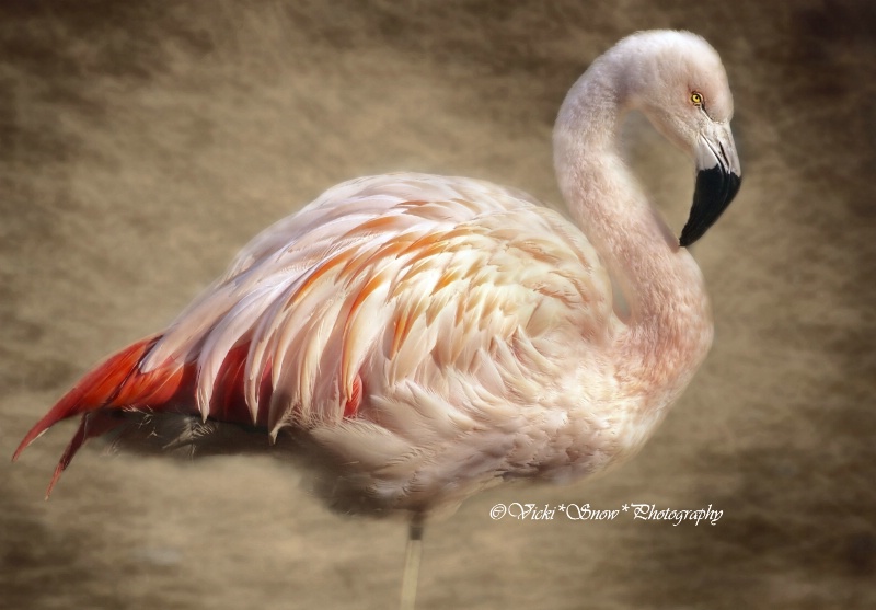 Fancy Flamingo