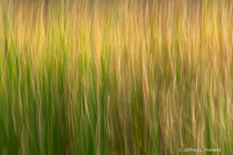 Blurry Grasses (7134)