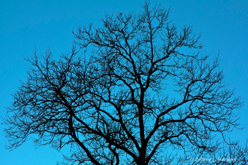 Tree Top in Blue (7325)