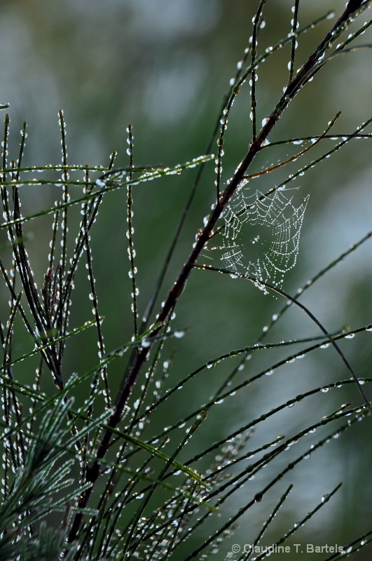 Dew covered branches and spiderweb