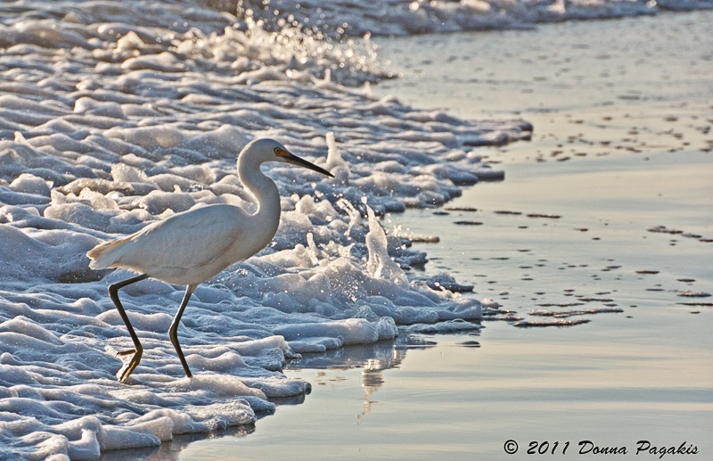 Shoreline Egret 