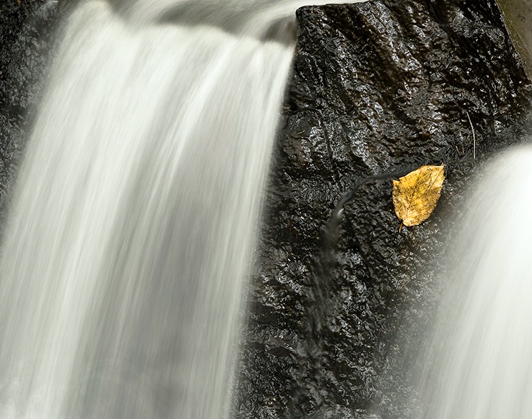 Wet leaf.