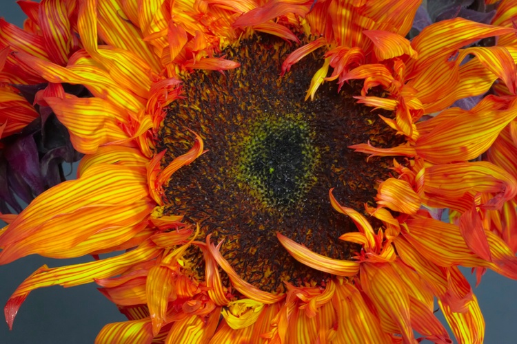 Sunflower Spectacle