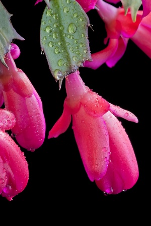 Christmas cactus