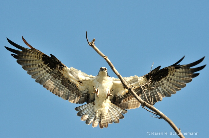 Osprey Overhead