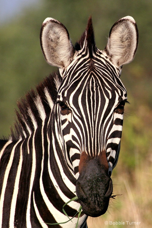 Before - zebra