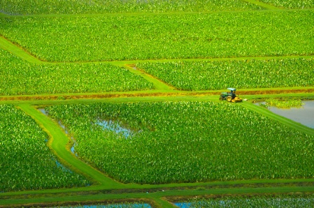 Tractor in the Taro Fields