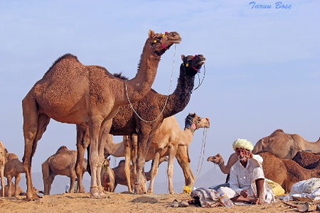 Pushkar Fair # 09.