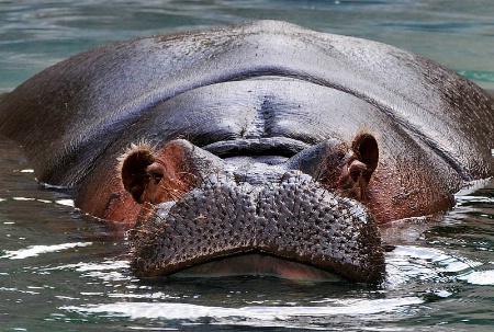 Hippo smile