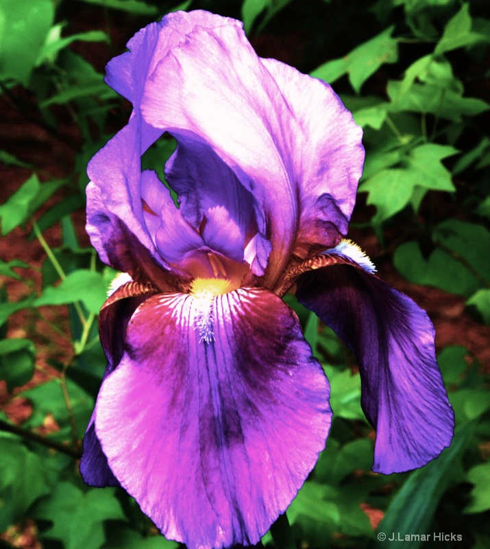 Purple Iris - ID: 12519708 © J.Lamar Hicks