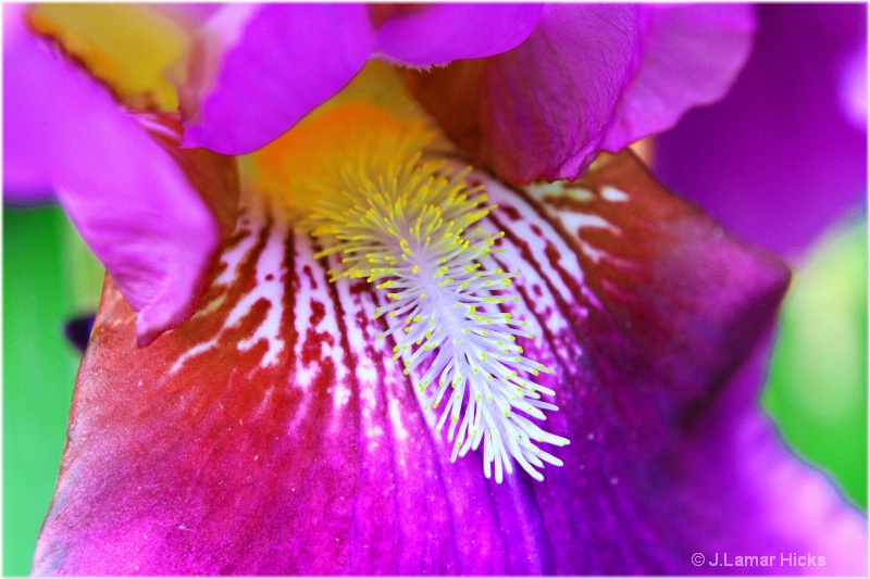 Purple Iris/close up - ID: 12519711 © J.Lamar Hicks