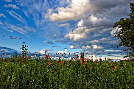 In a Ditch