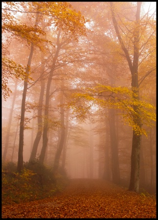 Misty Morning Walk