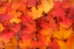 Fall Colors 2