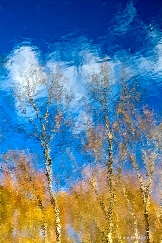 Cloud Trees - Pond Reflections