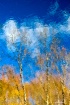Cloud Trees - Pon...