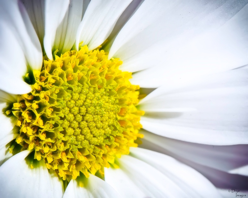 Winter Daisy