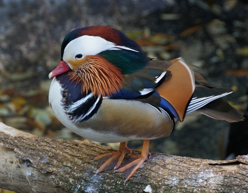 Mandarin Duck