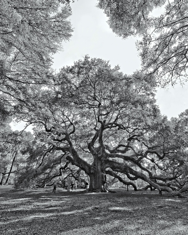 Angel Oak (John's Island, SC)
