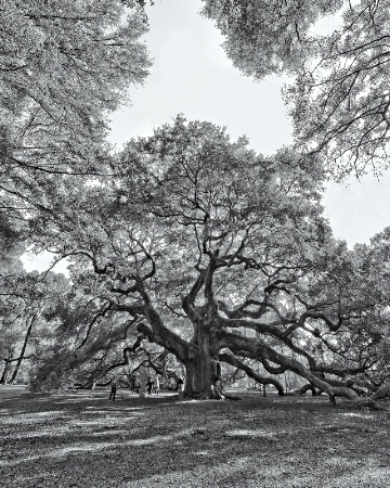 Angel Oak (John's Island, SC)