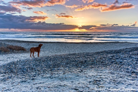 Cadi Enjoys Sunset