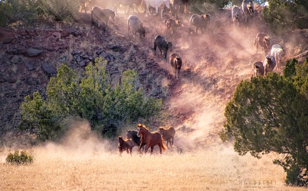 Follow the Leader