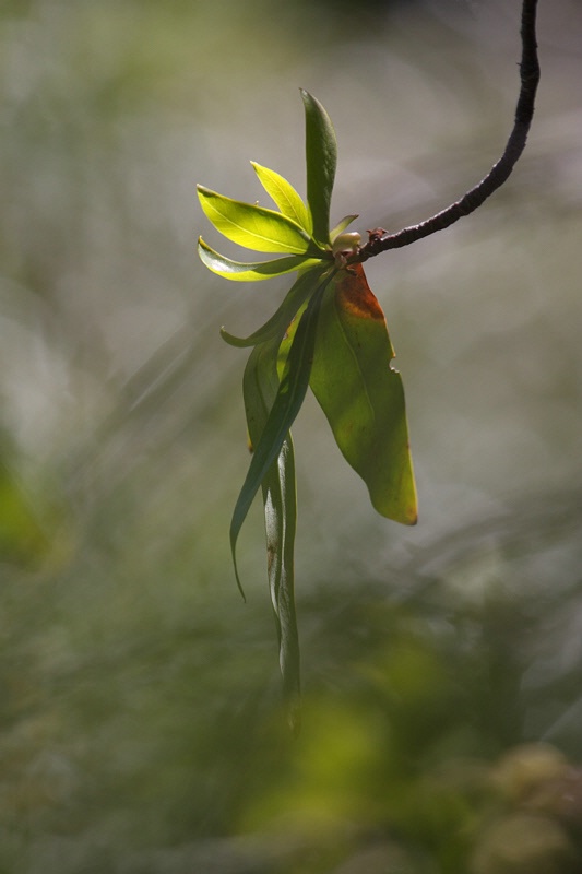 Notro leaves emerging from the light