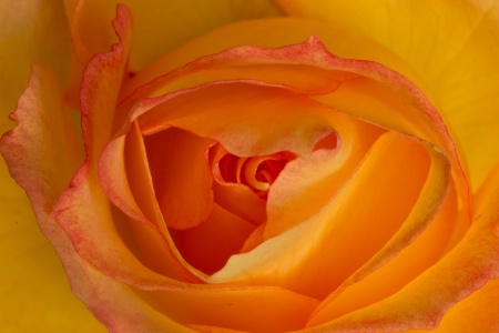 Pink and Yellow Rose