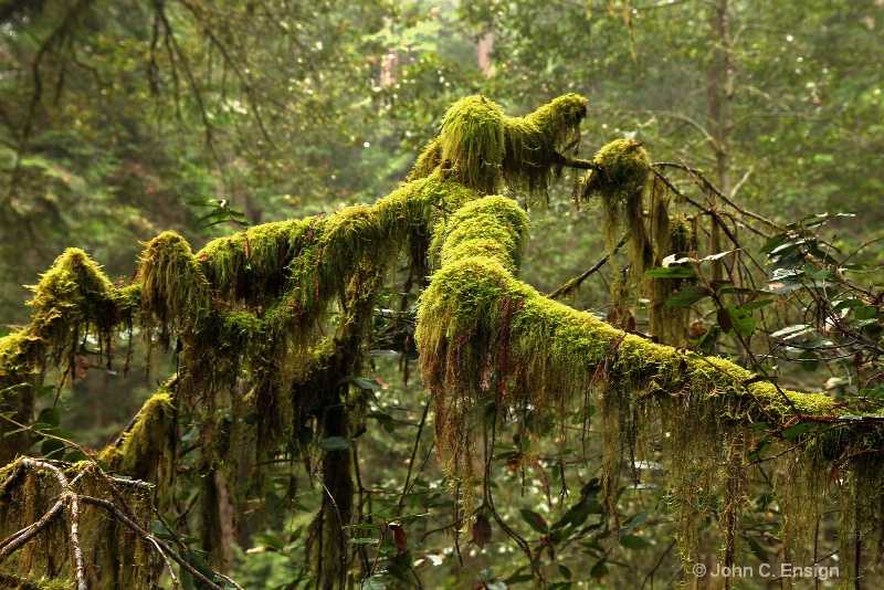 Mossy Dog-Redwood forest,  California