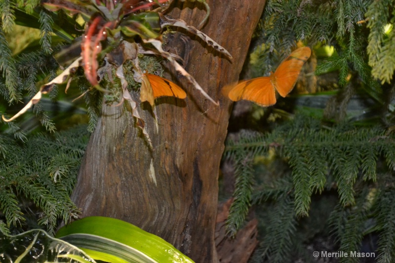 orange butterfly in flight