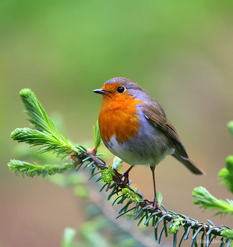 A Christmas Card Robin