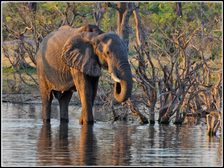 Elephant at dusk