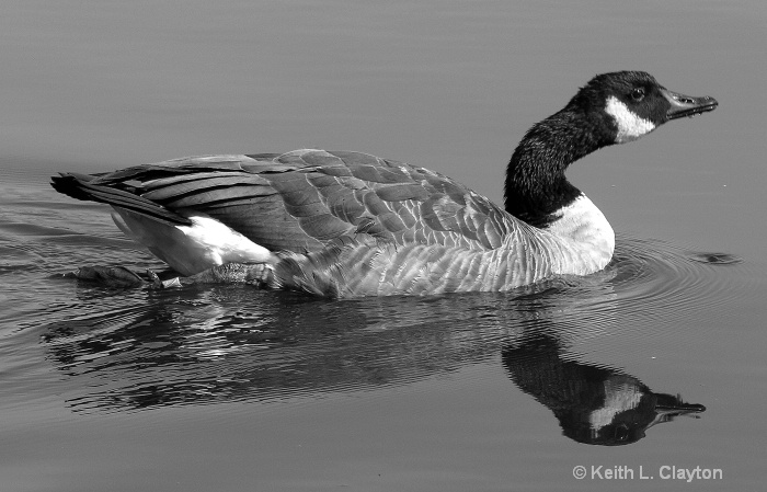 Black and White study of Goose